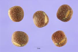  Lathyrus hirsutus . Hilum area and rough textured globose true seed. Photo by Steve Hurst. Provided by ARS Systematic Botany and Mycology Laboratory. Germany, Erfurt.