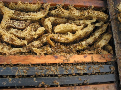 Beeswax comb | The BeeMD