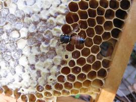  Hairless, shiny adult bee, likely with ABPV; photo by University of Florida
