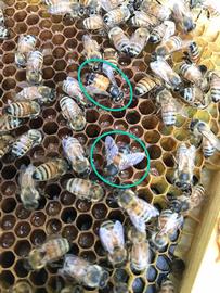  ABPV in two bees; photo by Robyn Underwood
