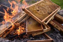  Burning AFB-infected bees and frames; photo by Sarah Scott
