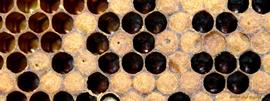  Perforated, sunken capped cells characteristic of AFB; photo by Robert Snyder
