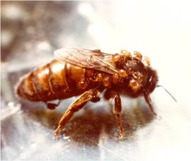  Queen bee with 29 bee lice; photo by I. Barton Smith, USDA
