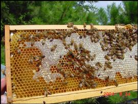  Apparent low adult population to adequately ripen honey; small hive beetles, which also appear in the photo, could be the reason for the reduced adult presence; photo by Jennifer Berry, bugwood.org
