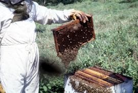  Africanized bee behavior: running off comb face when colony is opened; photo by Dewey M. Caron
