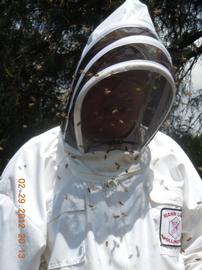  Africanized honey bees surrounding bee veil; photo by Dewey M. Caron
