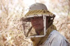  Defensive (Africanized) bees about bee veil; photo by Maryann Frazier
