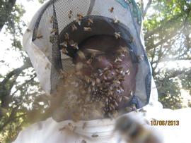  Africanized honey bees in front of bee veil; photo by Dewey M. Caron
