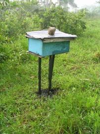  Tropical hive elevated for ant control; photo by Dewey M. Caron
