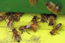  Queen returning to hive after failed swarm attempt; photo by Rusty Burlew
