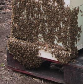  Bee beard at colony entrance; photo by The BeeMD photo collection (Brenda Bray)
