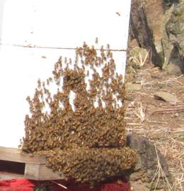  Bees bearding at entrance; photo by Brenda Bray
