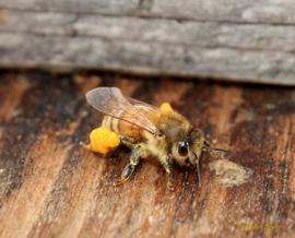  Forager returning to hive with full pollen baskets; photo by Robert Snyder
