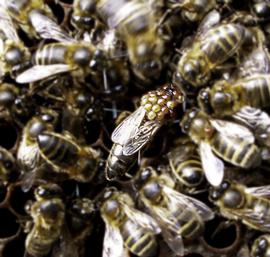   Braula  on queen bee; photo by Andrew Abrahams
