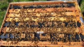  Burr comb on top bars enable bees to access box above; photo by Dewey M. Caron
