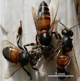  Shiny, greasy adult bees with CBPV; photo Courtesy Animal and Plant Health Agency, Crown Copyright, UK
