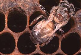  Adult worker with two Varroa on thorax and deformed wing virus; photo by The BeeMD photo collection
