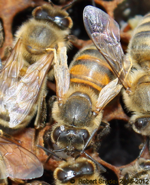  Bee in the center has DWV; photo by The BeeMD photo collection
