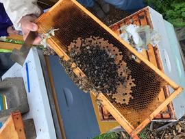  Evidence of spring deadout; a dead cluster is with capped brood; photo by Dewey M. Caron
