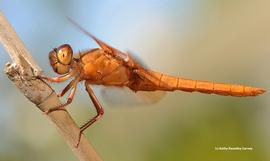  Larger bodied dragonflies may prey on flying bees; photo by Kathy Keatley Garvey
