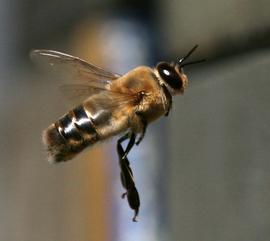  Flying drone; photo by Queen Bee Farm California
