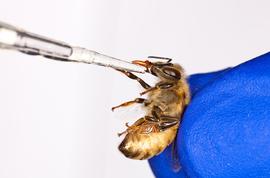  Feeding bees  Nosema  spores to study disease; photo by Steve Ausmus, USDA
