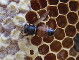  Hairless worker bee; photo by Robyn Underwood
