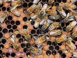  Spotty brood, uncapped pupal cells (purple boxes); worker bee with DWV (blue oval); dying larva known as snot brood (turquoise oval); queen without retinue (blue arrow); photo by Robert Snyder
