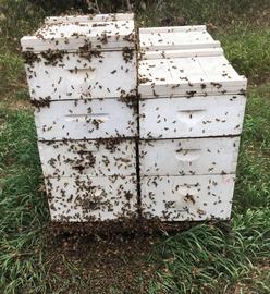  Bees robbing hive at left; photo by Ana Heck
