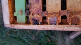  Propolis jails to imprison small hive beetle adults; photo by The BeeMD photo collection
