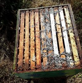  Box completely taken over and comb destroyed by wax moth; photo by Dewey M. Caron
