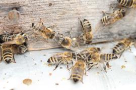  Trophallaxis at colony entrance; photo by The BeeMD photo collection
