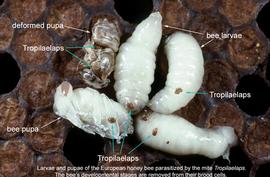   Tropilaelaps  mites on brood; photo by Denis Anderson, courtesy CSIRO Science Image
