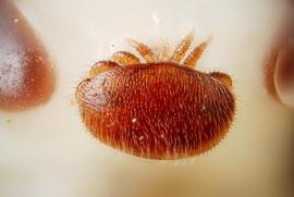   Varroa destructor  adult mite; photo by Gilles San Martin
