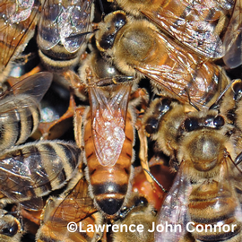  A virgin queen; photo by Lawrence John Connor
