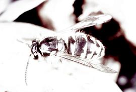  Yellowjacket feeding on an apple; photo by Dewey M. Caron
