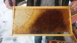  Aging, darkening brood comb (right), less dark comb from honey (left); photo by Dewey M. Caron
