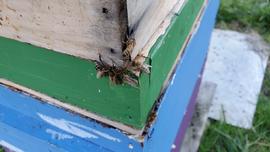  Foragers using alternate colony entrance caused by hive tool at corner of boxes; photo by Dewey M. Caron
