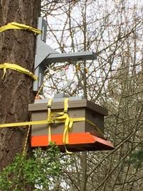  Bait hive suspended from a tree; photo by Chris Corich
