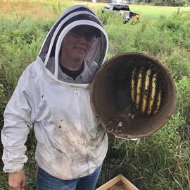  Bait hive capture in corrugated flower pot. Note parallel beeswax combs; photo by Robyn Underwood
