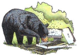  Bear invading bee hive; illustration by Maryland Department of Natural Resources
