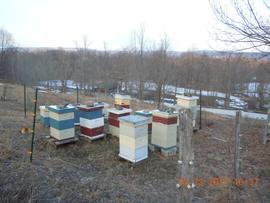  Bear fence protecting winter apiary; photo by Dewey M. Caron
