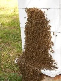  Bees bearding at front of colony; photo by The BeeMD photo collection
