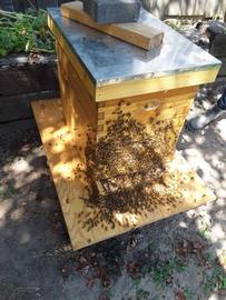  Bees bearding about colony entrance; photo by Dewey M. Caron
