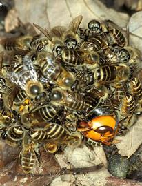  Hot defensive-ball by Asian honeybee against a hornet; Photo by Masato Ono, Tamagawa University
