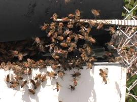  Balling bees (held by forceps); photo by University of Florida
