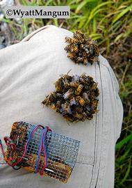  Bees balling (rejecting) queen; photo by Wyatt Mangum
