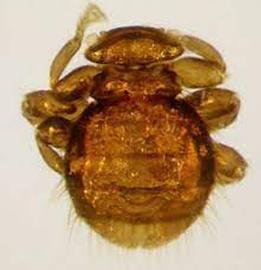  Adult bee louse, a wingless fly; photo by University of Florida
