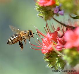  Foraging bee; photo by Kathy Keatley Garvey
