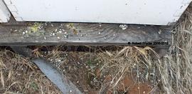  Chalkbrood mummies on landing board and on the ground in front of colony; photo by Robert Snyder
